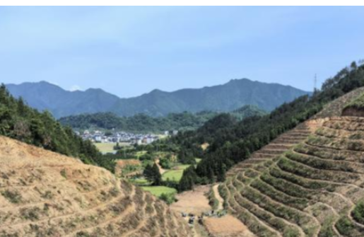 浙江金控結對幫扶高合村百畝蜜源林項目種植完成